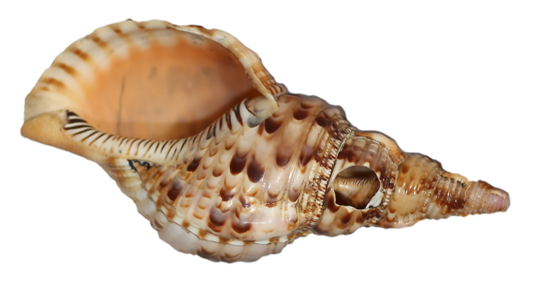 Tahuri Besar (Maluku)